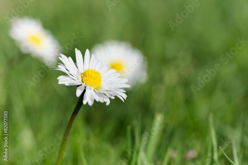 Daisy flowers on meadow © Marek Walica