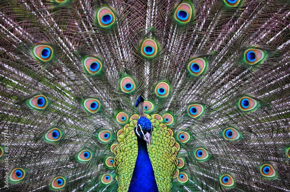 Obraz premium Peacock