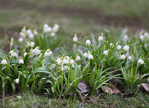 snowdrops in the park