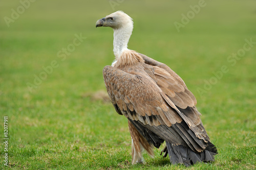 Vulture sitting in Grass © Andreas Krappweis