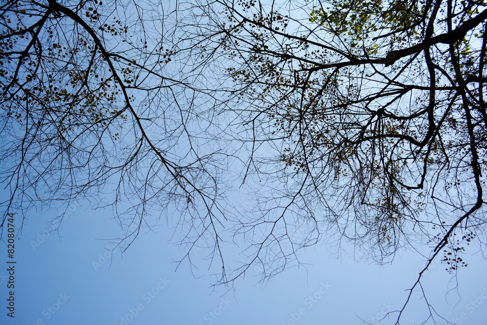 Silhouette dry branches of tree. Silhouette dry branches of tree.