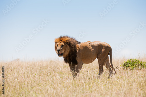 Wallpaper Mural Lion Torontodigital.ca