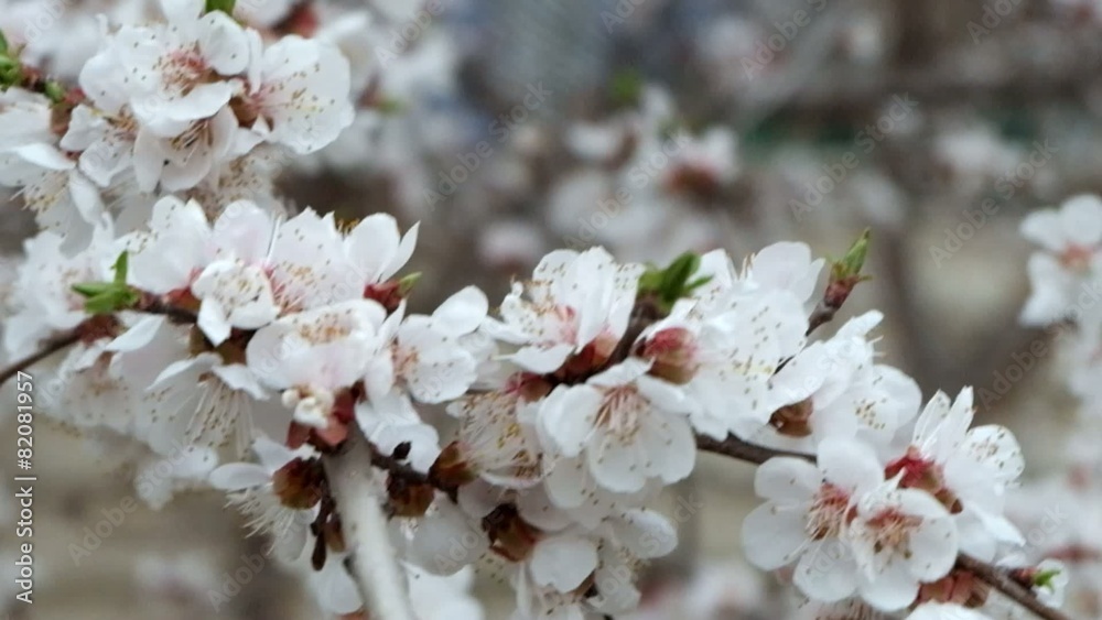 Spring Cherry blossoms, closeup flowers. Spring Cherry blossoms, closeup flowers.