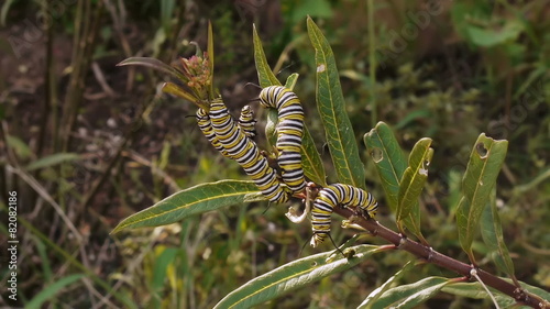 Several Monarch Caterpillars On Milk Weed Plant Fighting for Eating it. photo