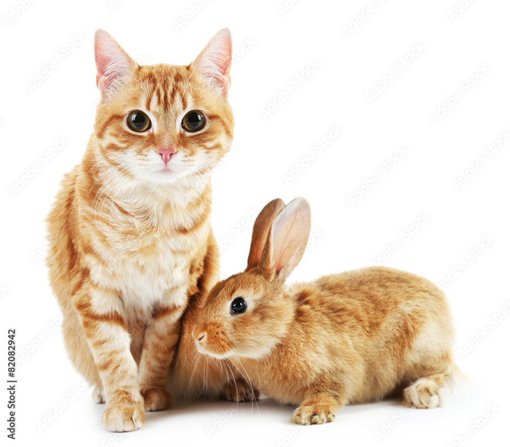 Fototapeta premium Red cat and rabbit isolated on white