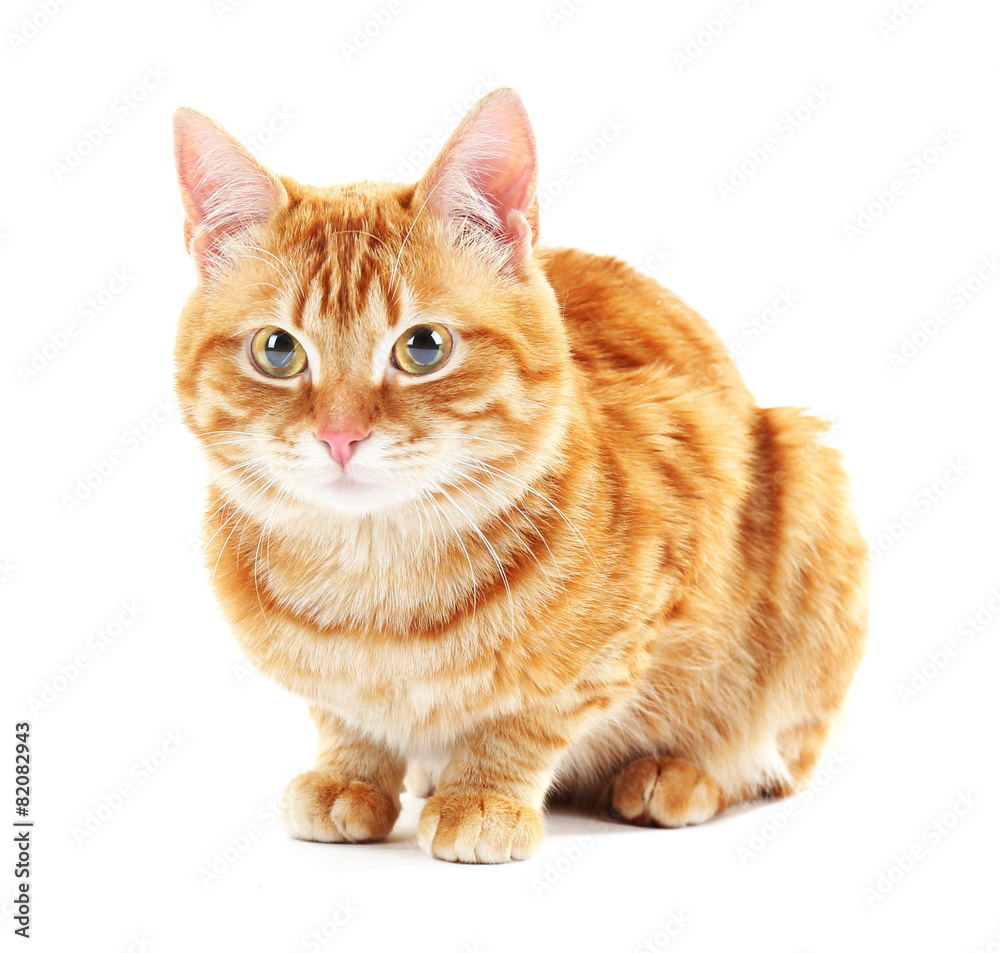 Obraz premium Portrait of red cat isolated on white