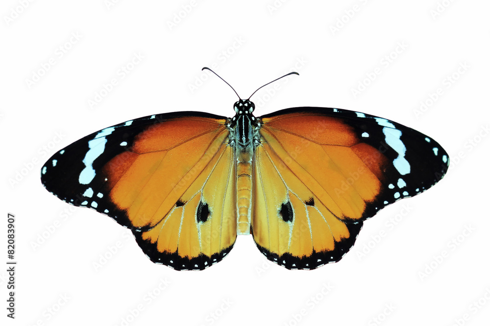Naklejka premium butterfly