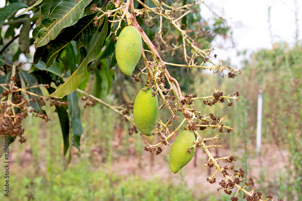 Obraz premium Mangos