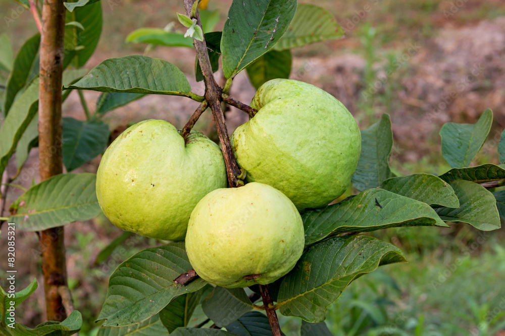 Guava fruit on the tree (Psidium guajava) Guava fruit on the tree (Psidium guajava)