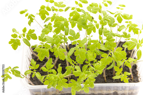 Tomato seedlings in plastic