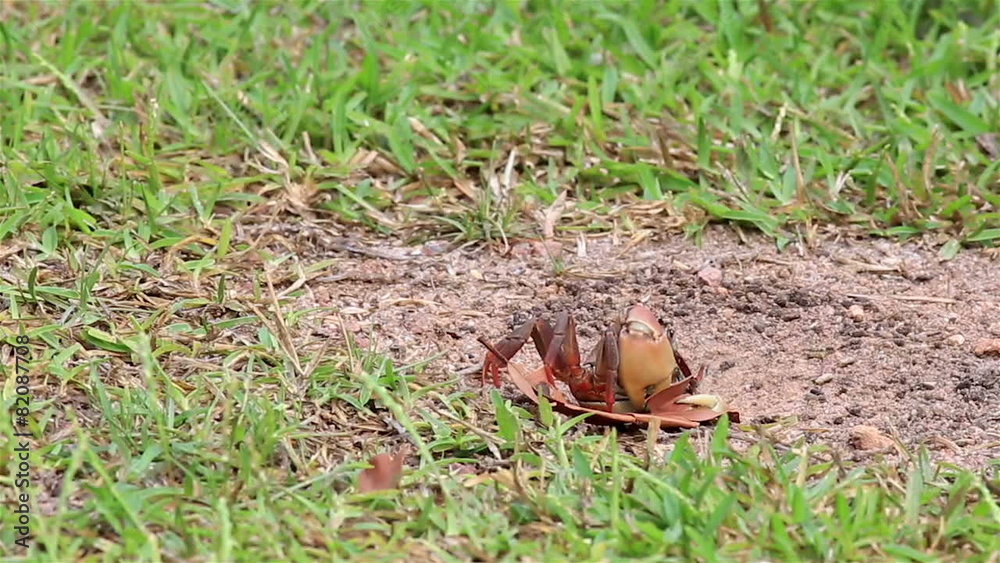 Land crab pulls a leaf in his hole. Land crab pulls a leaf in his hole.