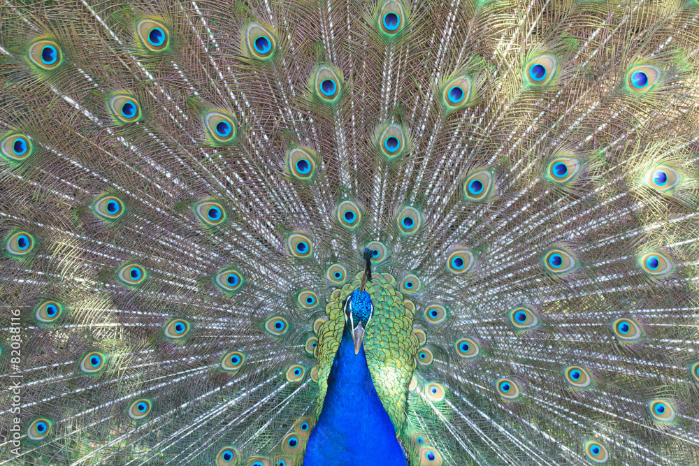 Obraz premium male peacock on the background of its tail close-up 