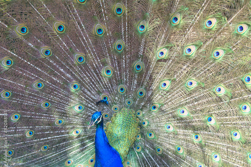 Obraz premium male peacock with beautiful tail. horizontal 