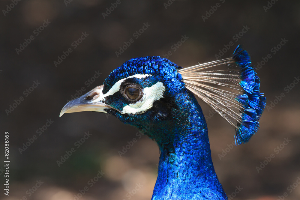 Beautiful male peacock portrait. Horizontal
Beautiful male peacock portrait. Horizontal