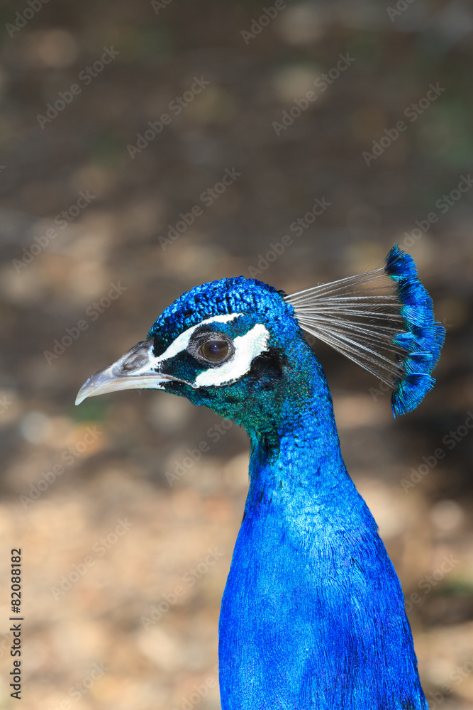 Beautiful male peacock portrait. Vertical
Beautiful male peacock portrait. Vertical