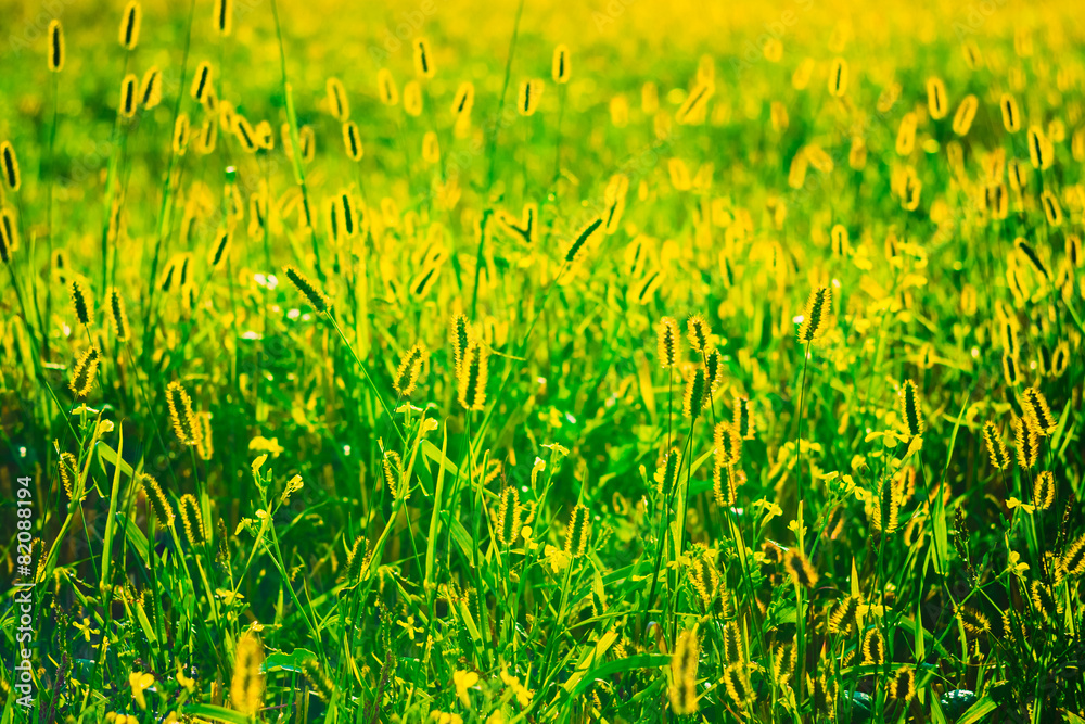 Green Summer Grass Meadow Close-Up With Bright Sunlight. Sunny S Green Summer Grass Meadow Close-Up With Bright Sunlight. Sunny S