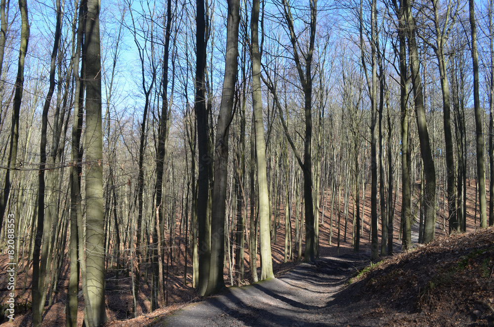 Walking trail through beech forest on a hill, Hallerbos
