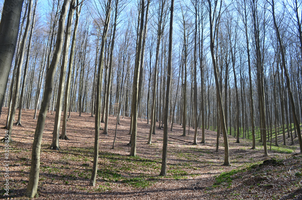 Beech forest on a hill in winter, Hallerbos Beech forest on a hill in winter, Hallerbos