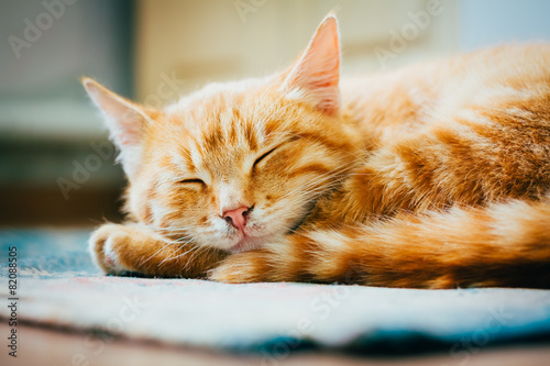 Little Red Kitten Sleeping On Bed © Grigory Bruev