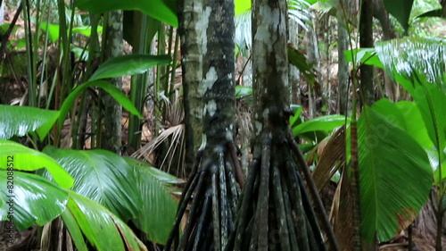 Verschaffeltia splendida in Vallee de Mai Nature Reserve photo