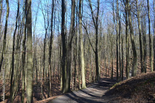 Walking trail through beech forest on a hill, Hallerbos