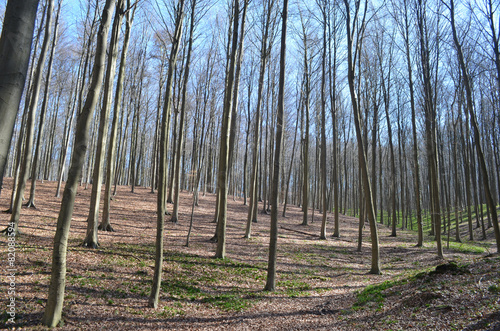 Beech forest on a hill in winter, Hallerbos