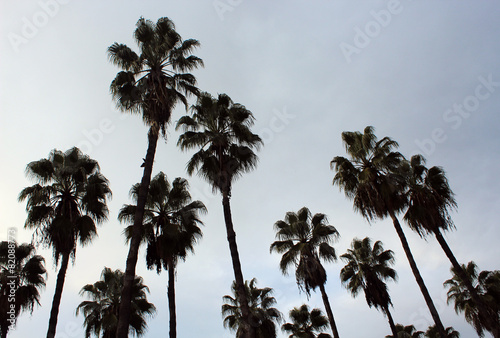 Nice palm trees scene