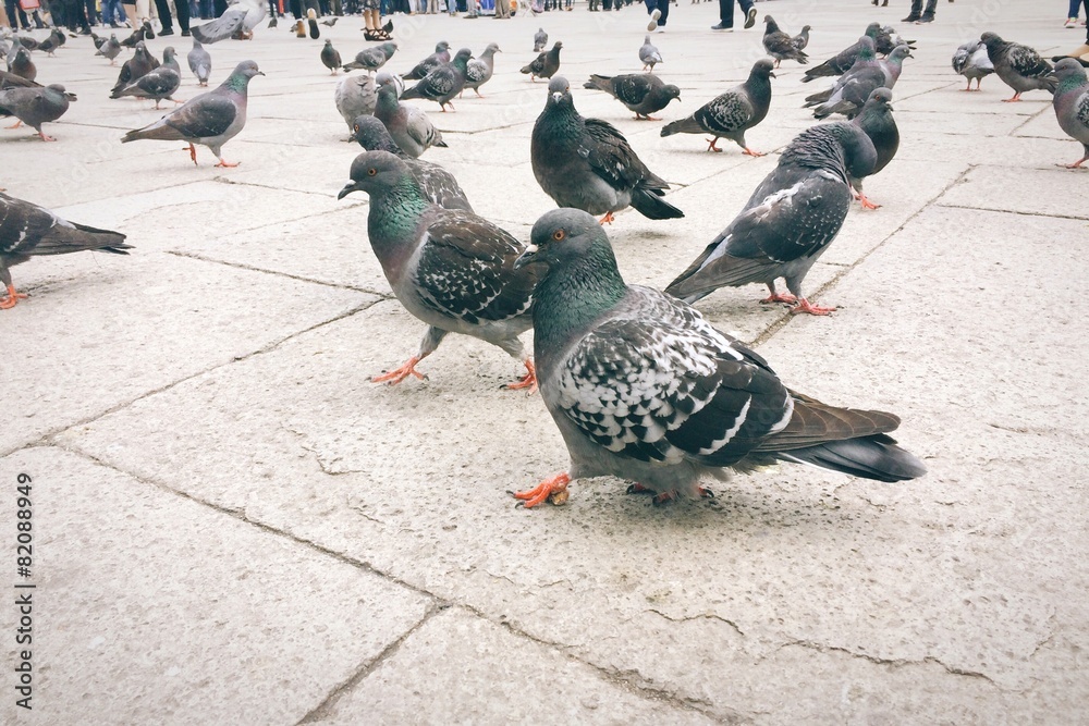 Fototapeta premium Piccioni in Piazza San Marco