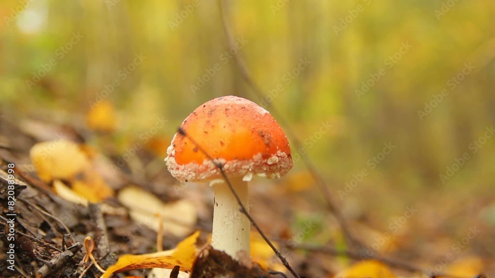 mushroom in the autumn forest mushroom in the autumn forest