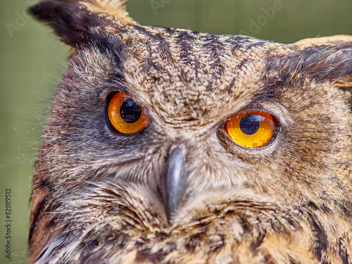Eagle owl with orange eyes