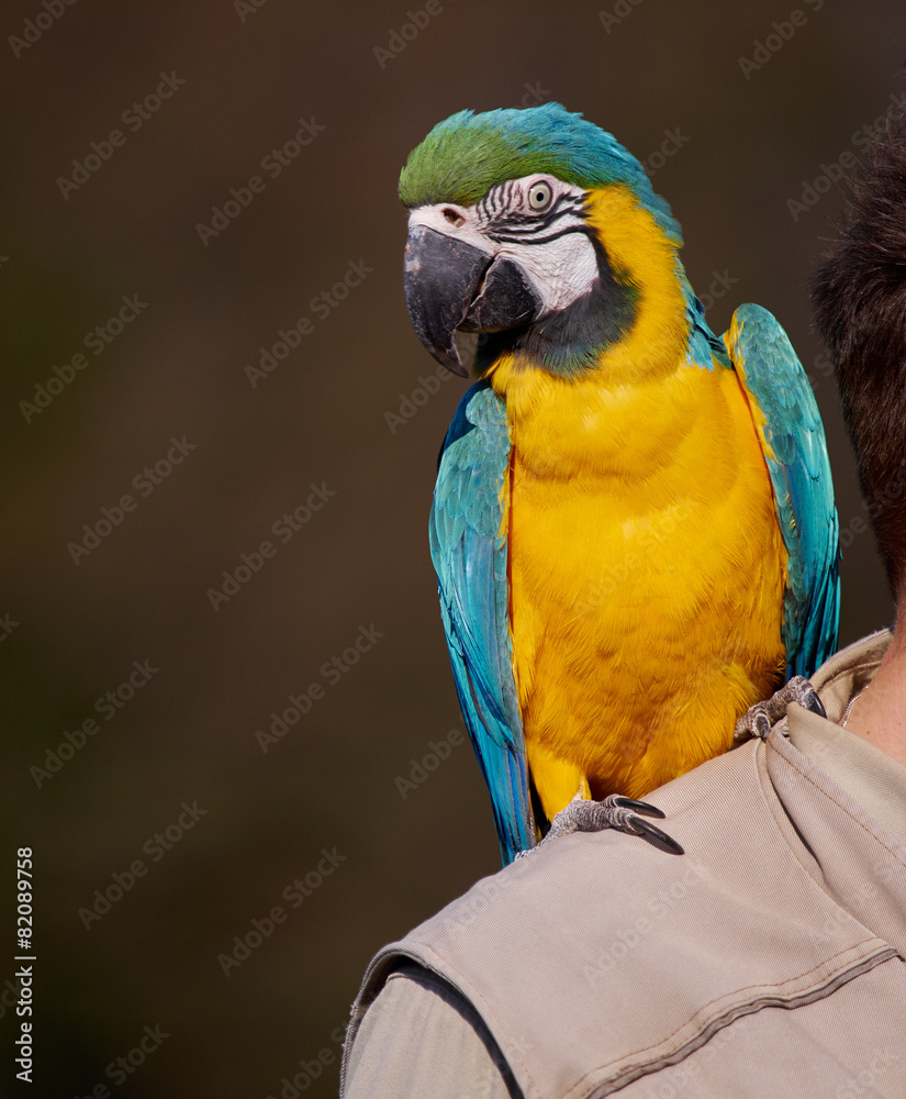 Man holding a blue and yellow parrot Man holding a blue and yellow parrot