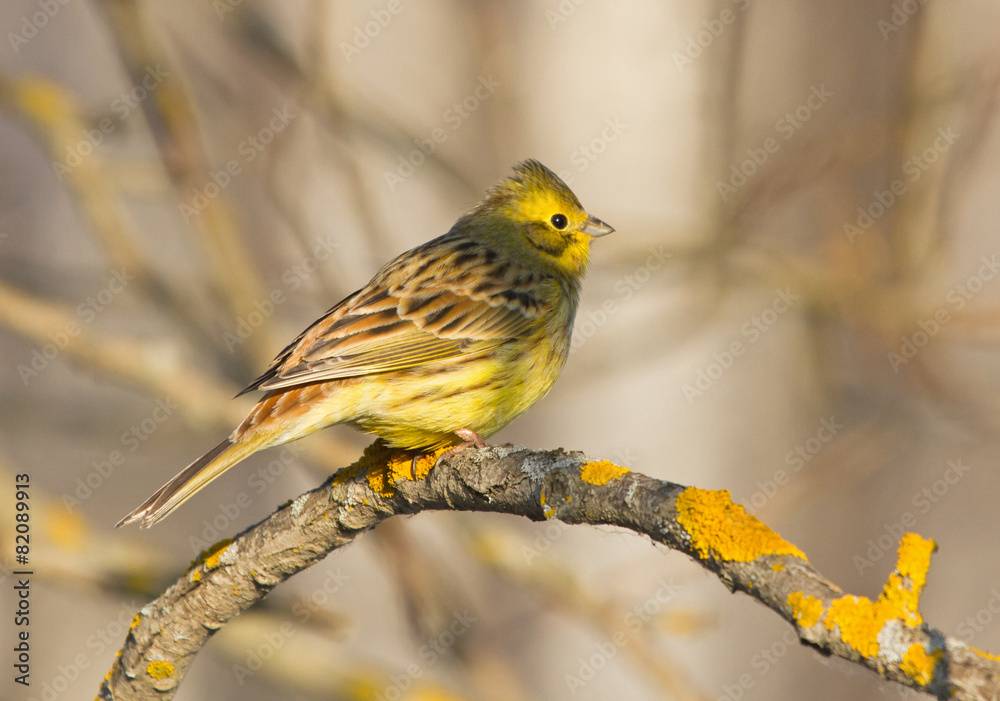 Obraz premium Yellowhammer on the branch