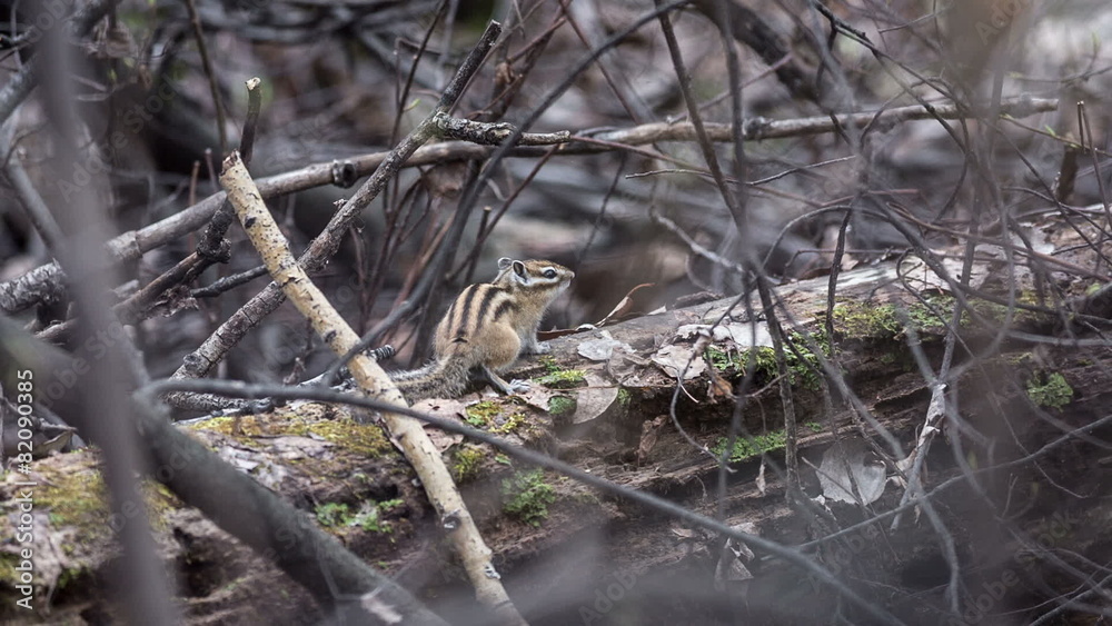 Chipmunk in their natural habitat