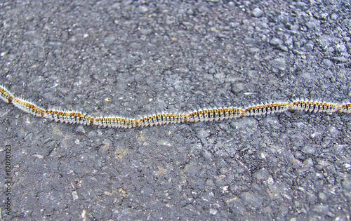 Oak processionary caterpillars, Thaumetopoea processionea, on a