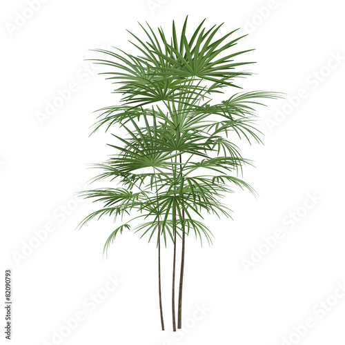 Palm plant tree © Flash concept