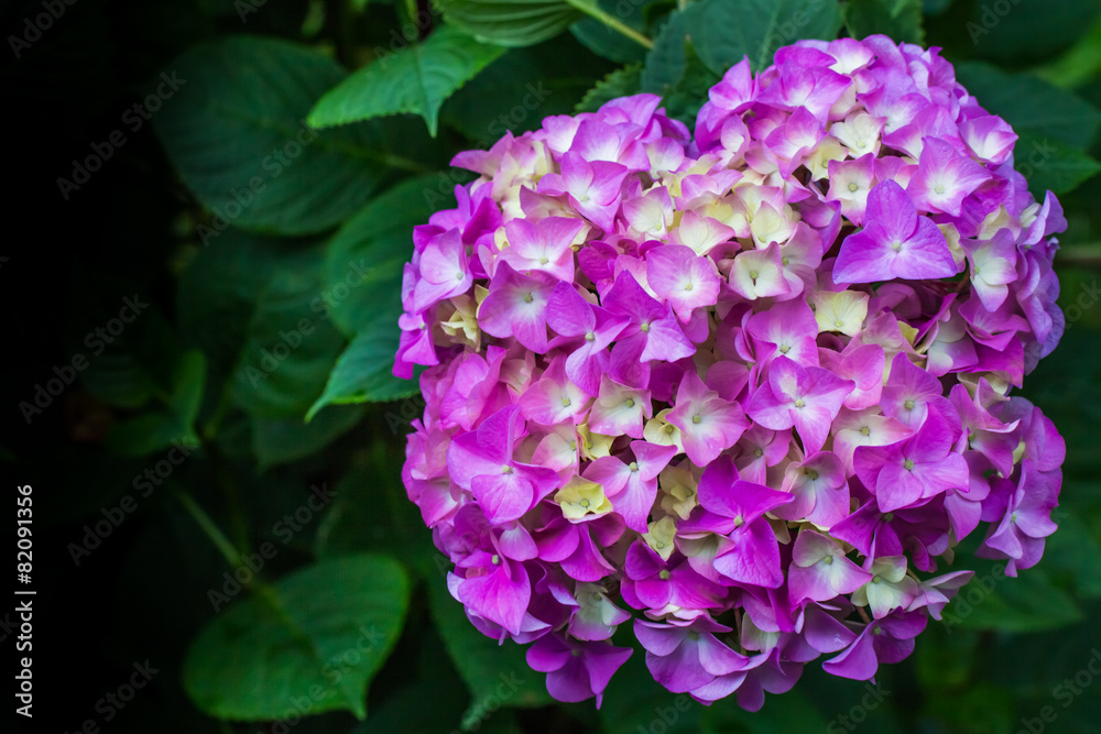 Hydrangea purple. Hydrangea purple.