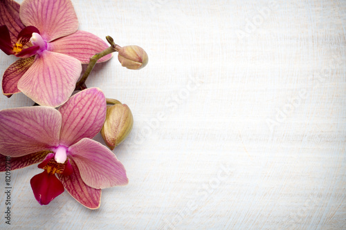 Fototapeta Naklejka Na Ścianę i Meble -  Pink orchid flower.