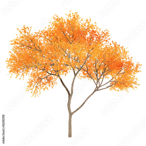 Autumn tree © Flash Vector