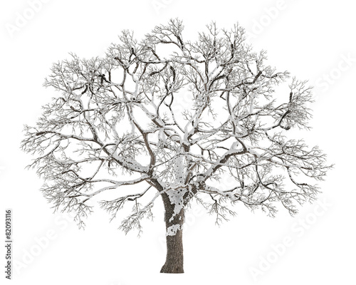 Winter tree on snow isolated