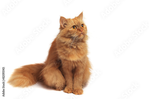 lady-cat3