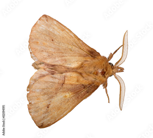 brown butterfly with large antennae