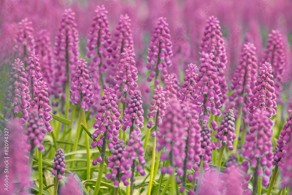 pink and green muscari blossom background