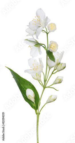 white isolated jasmine branch