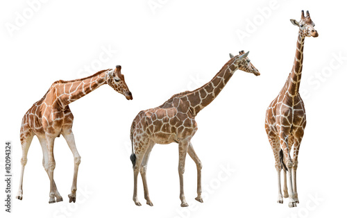 Sticker three large giraffes isolated on white