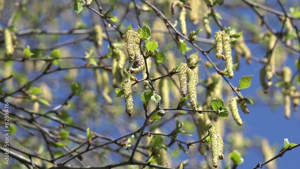 Birke im Frühling