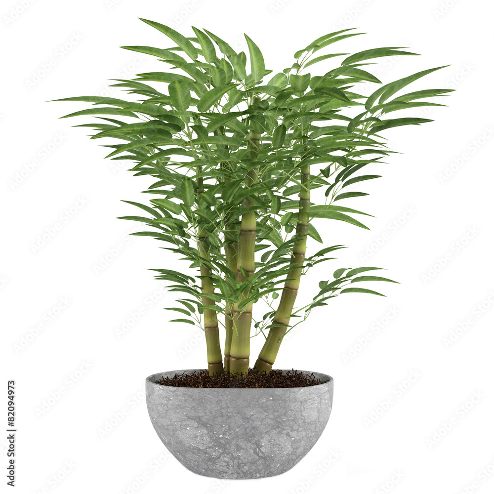 Bamboo exotic bush pot