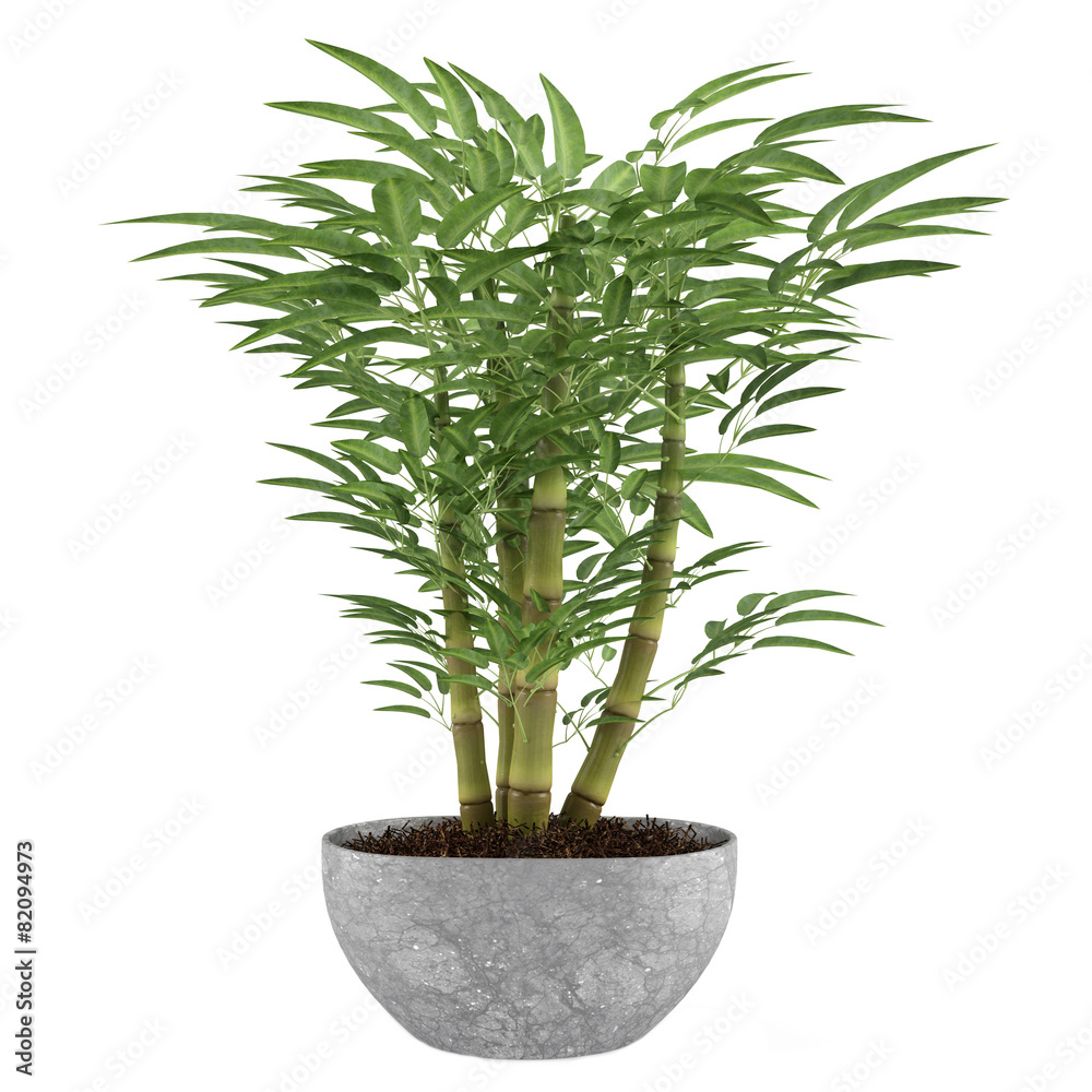Bamboo exotic bush pot Bamboo exotic bush pot
