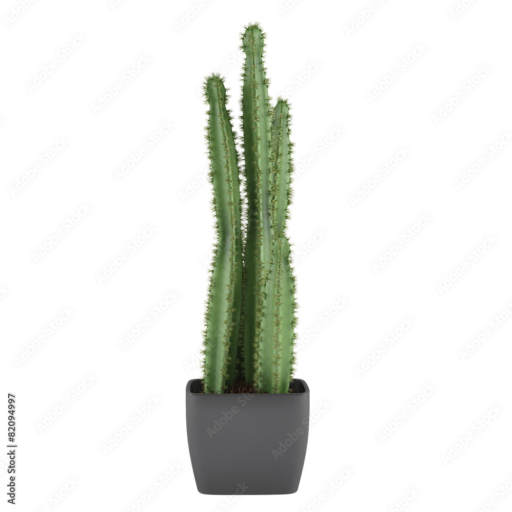 Cactus pot Cactus pot