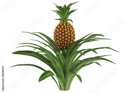 Pineapple bush