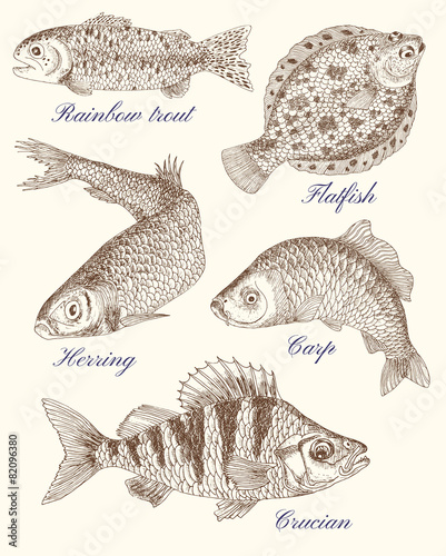 Design graphic set with drawings of fish and text